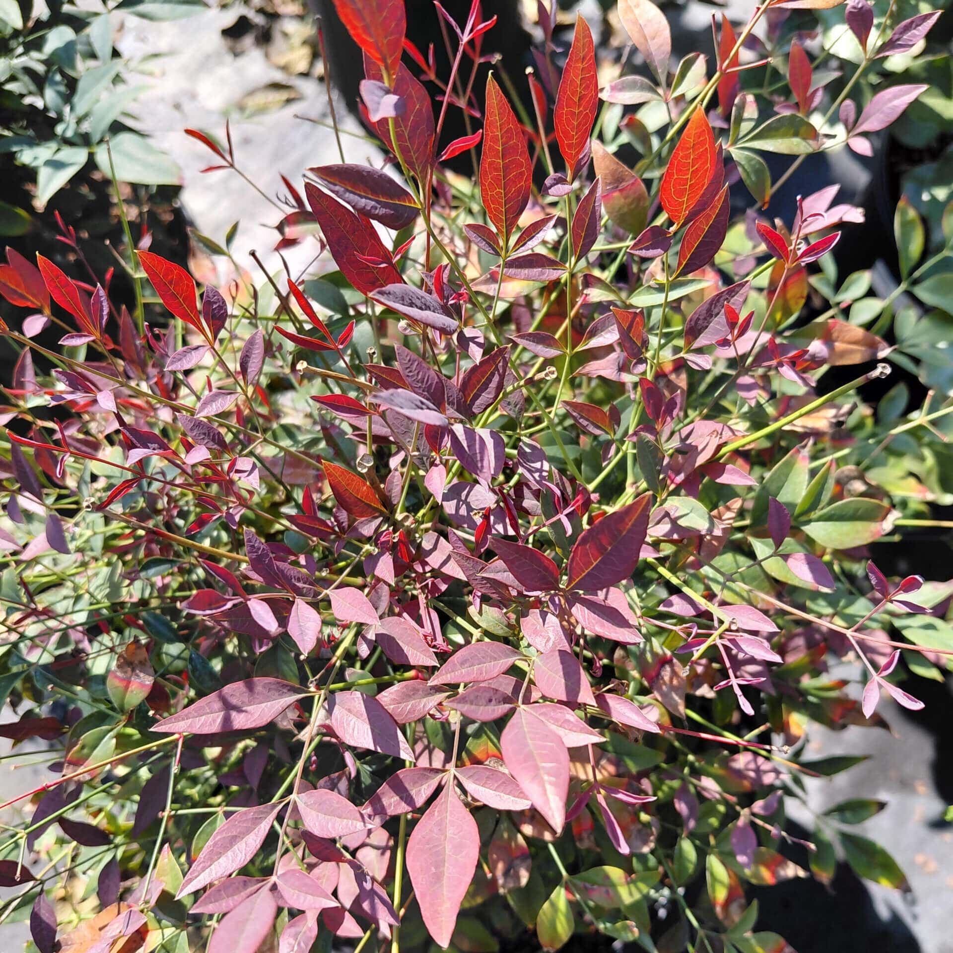 Nandina domestica ‘Seika’ (Obsession™)