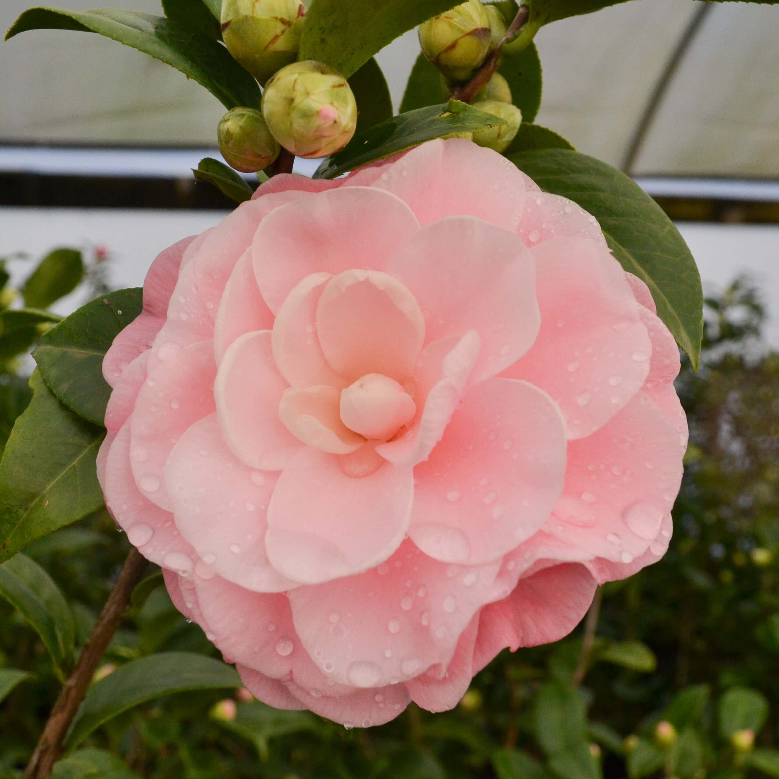 Camellia japonica ‘Nuccio’s Cameo’