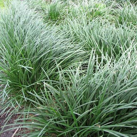 Ophiopogon japonicus (Mondo Grass)