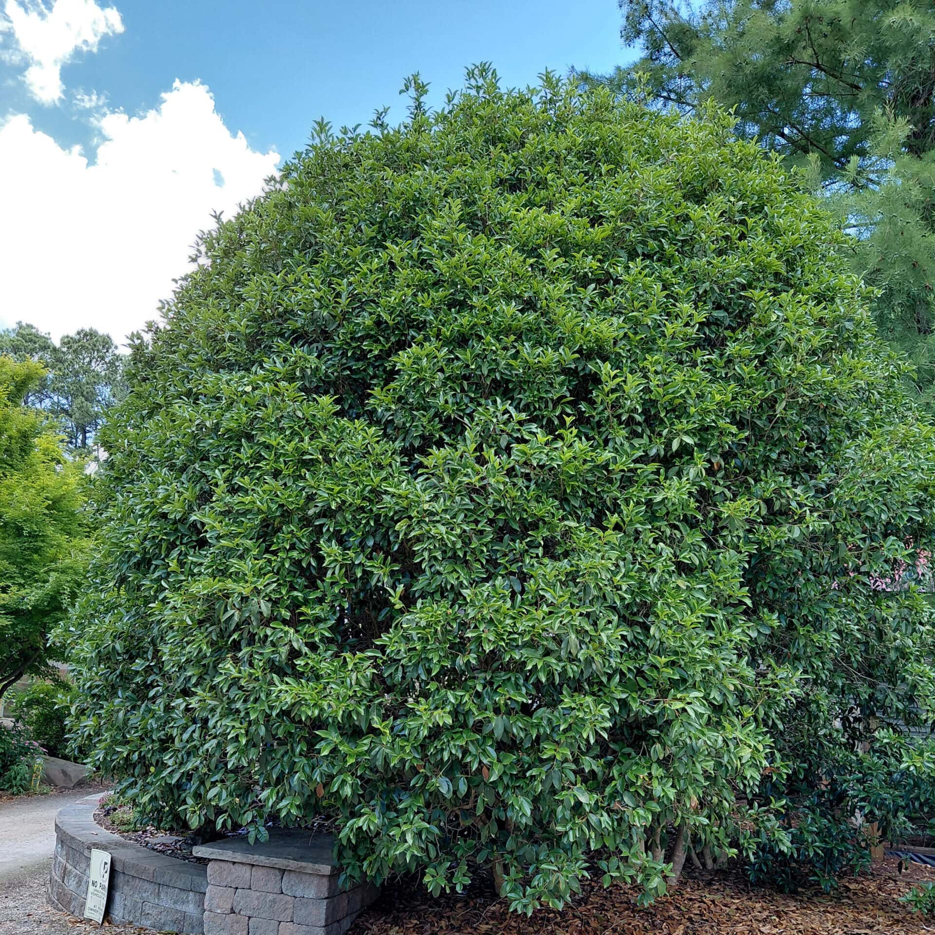 Osmanthus fragrans (Tea Olive)