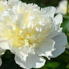 Paeonia ‘Duchesse de Nemours ‘ (Peony)