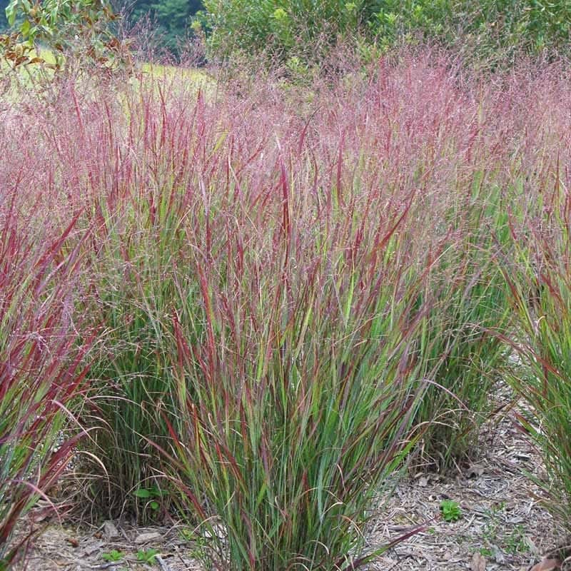 Panicum virgatum ‘Shenandoah’