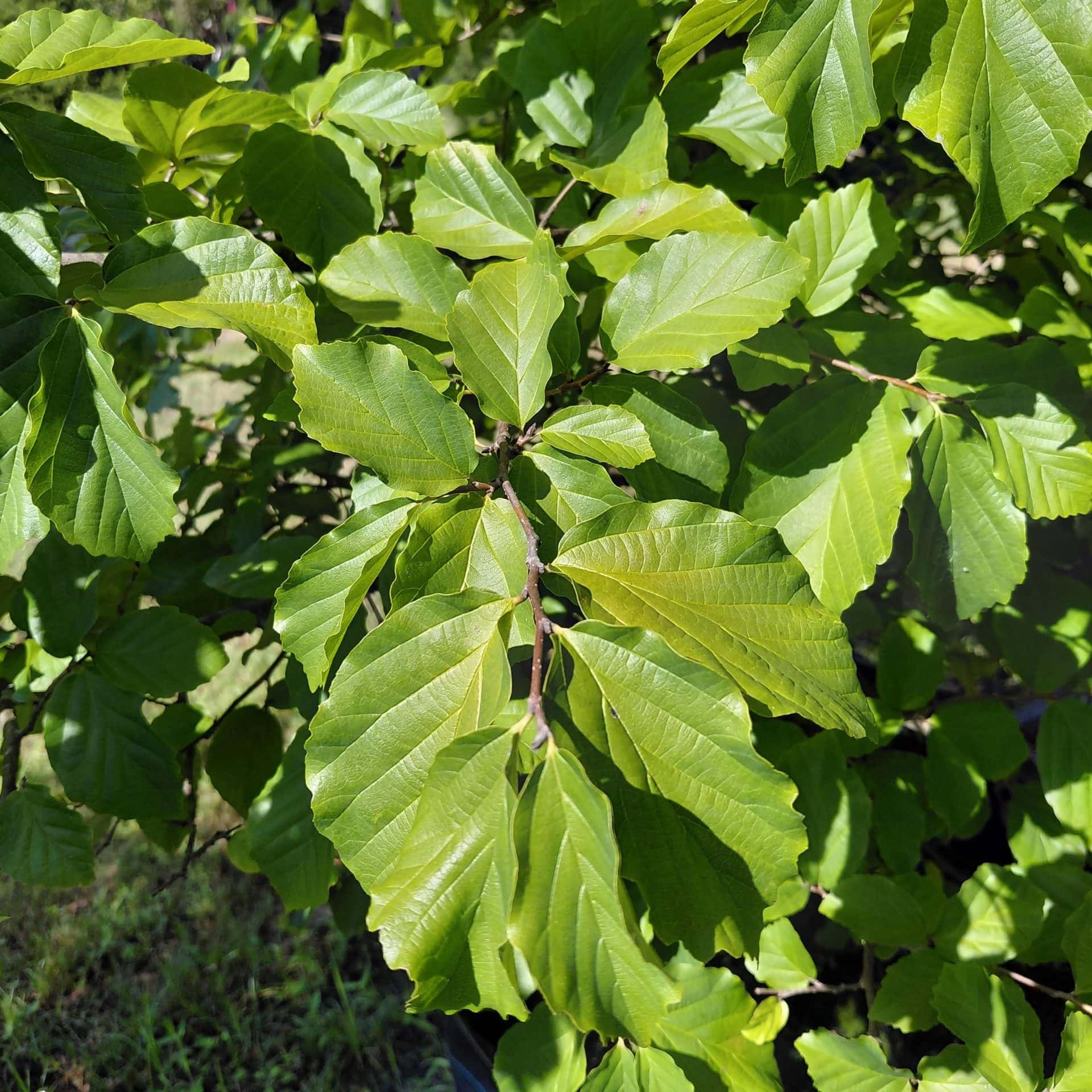 Parrotia persica (Persian Ironwood)