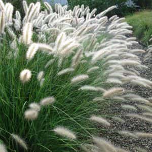 Pennisetum alopecuroides ‘Cassian’ (Fountain Grass)