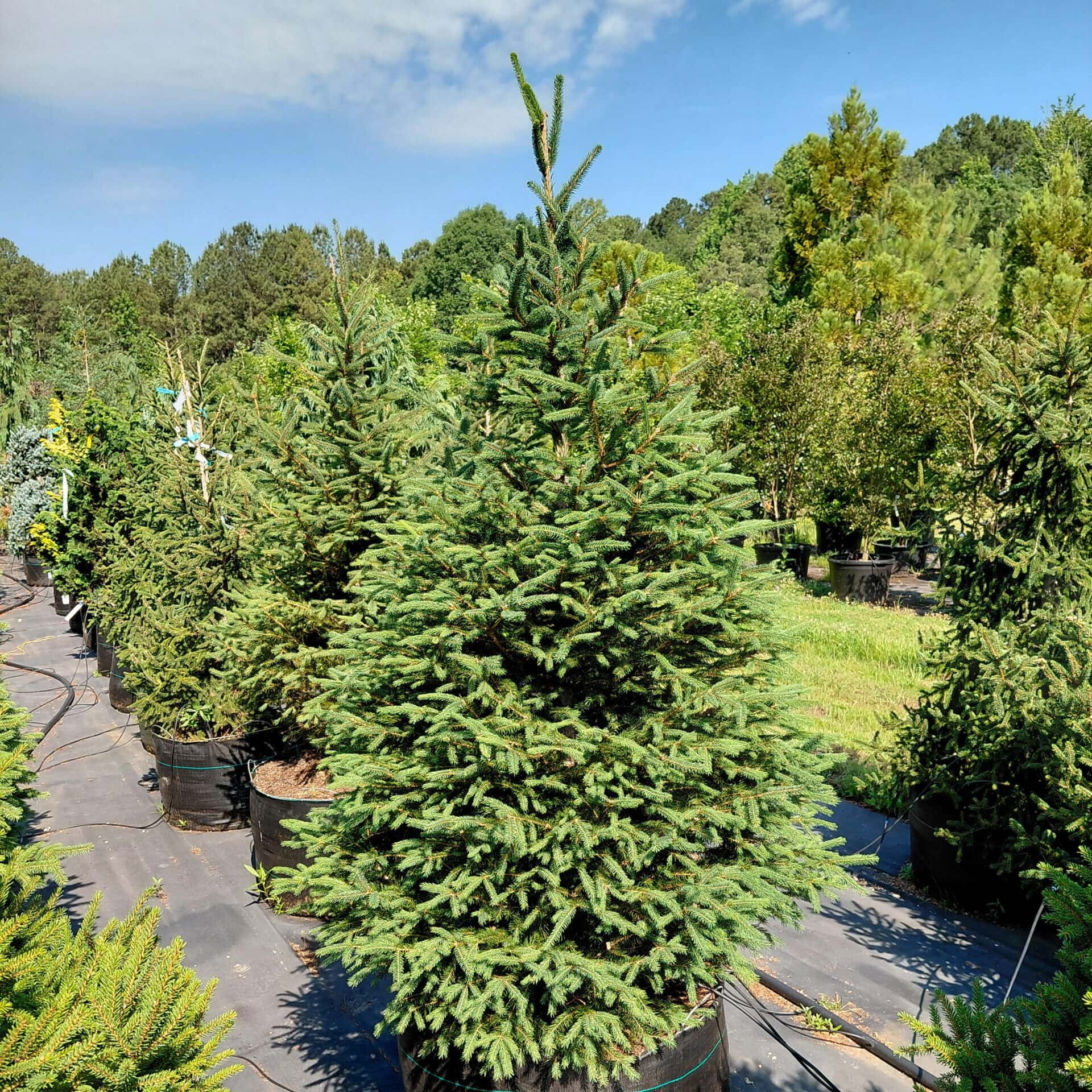 Picea abies (Norway Spruce)