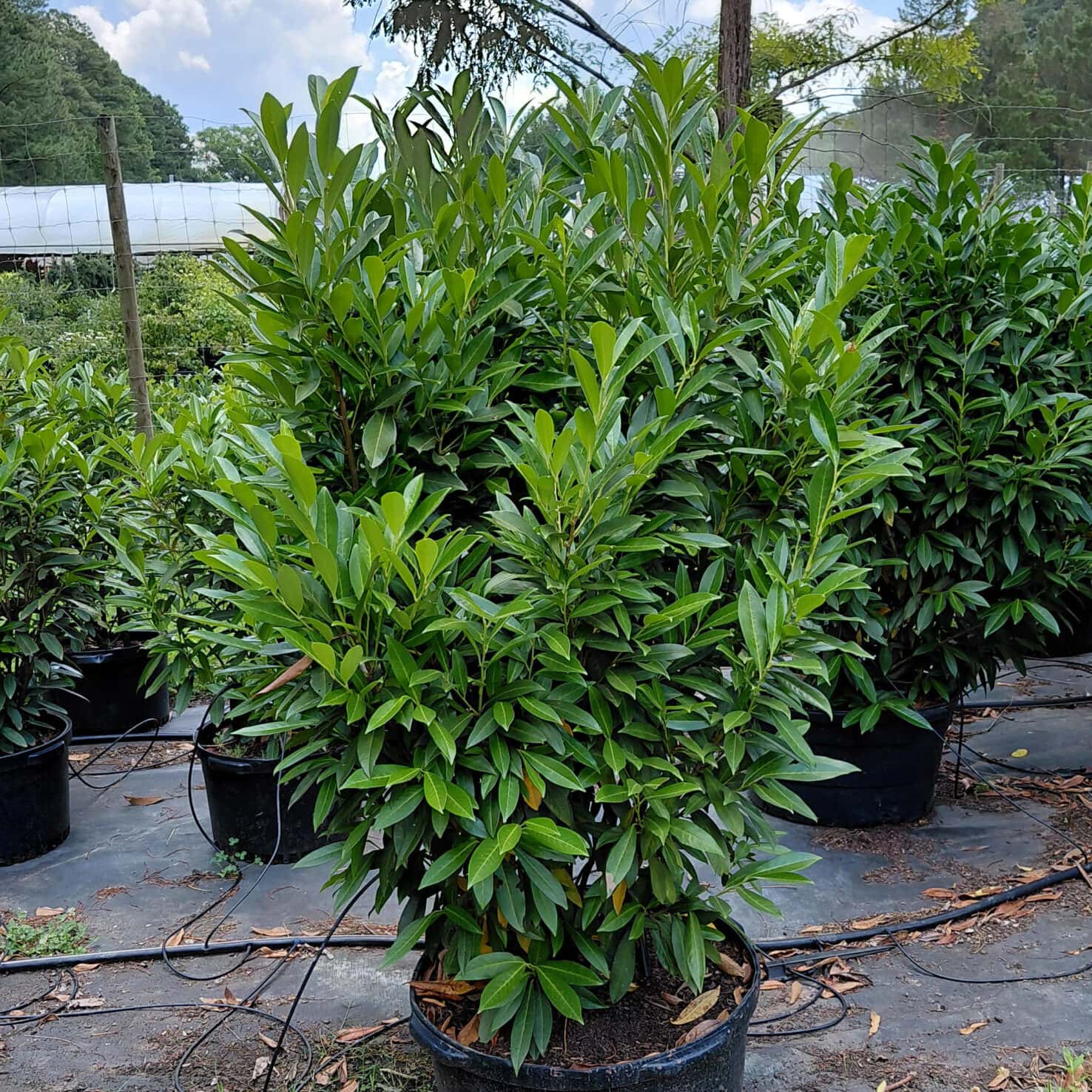 Prunus laurocerasus ‘Schipkaensis’ (Skip Laurel)