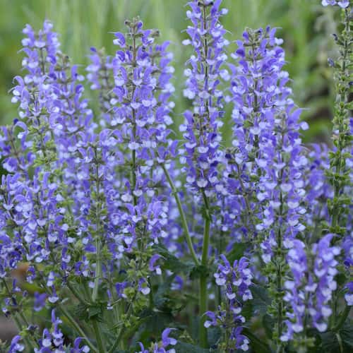 Salvia ‘Azure Snow’