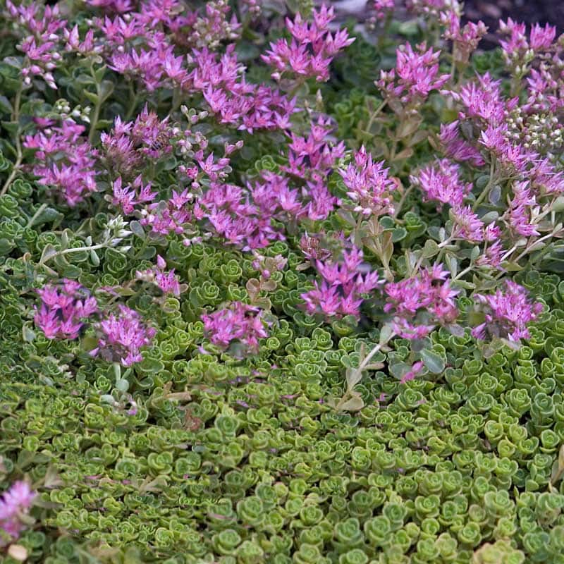 Sedum spurium ‘John Creech’