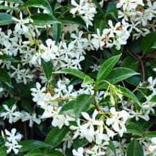 Trachelospermum jasminoides (Star Jasmine)