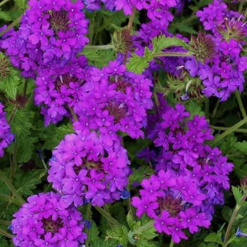 Verbena canadensis ‘Homestead Purple’