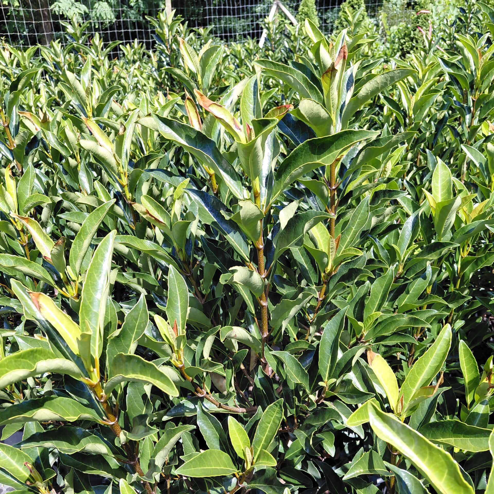 Viburnum awabuki ‘Chindo’