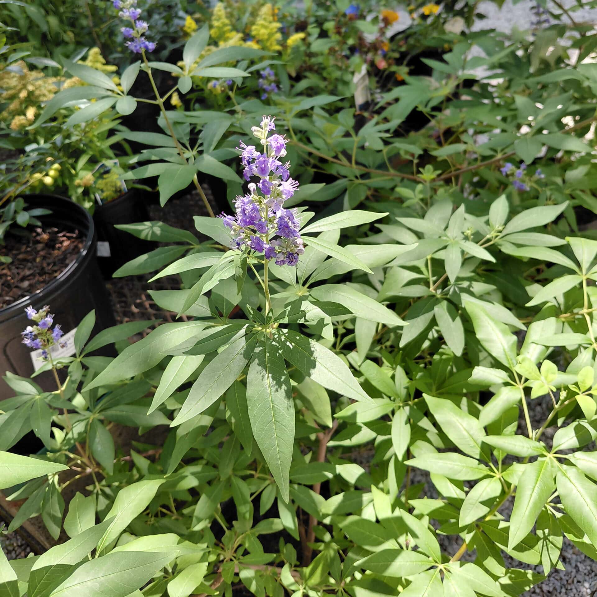 Vitex agnus-castus ‘Shoal Creek’ (Chaste Tree)