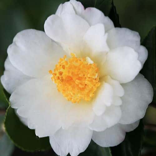 Camellia x ‘Winter’s Cupid’