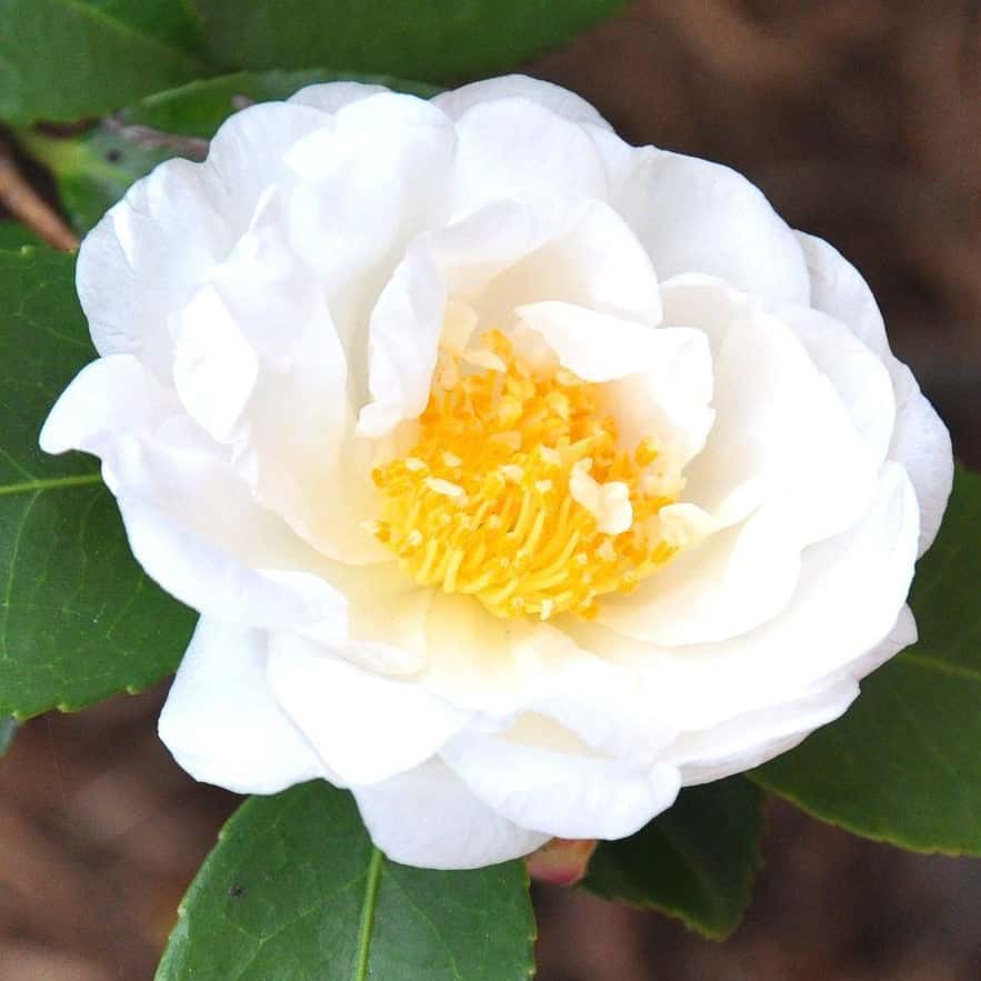 Camellia x ‘Winter’s Snowman’