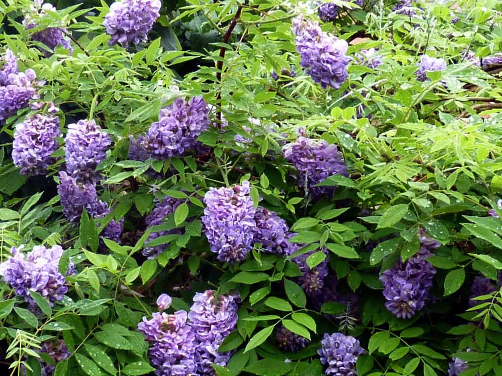Wisteria frutescens ‘Amethyst Falls’
