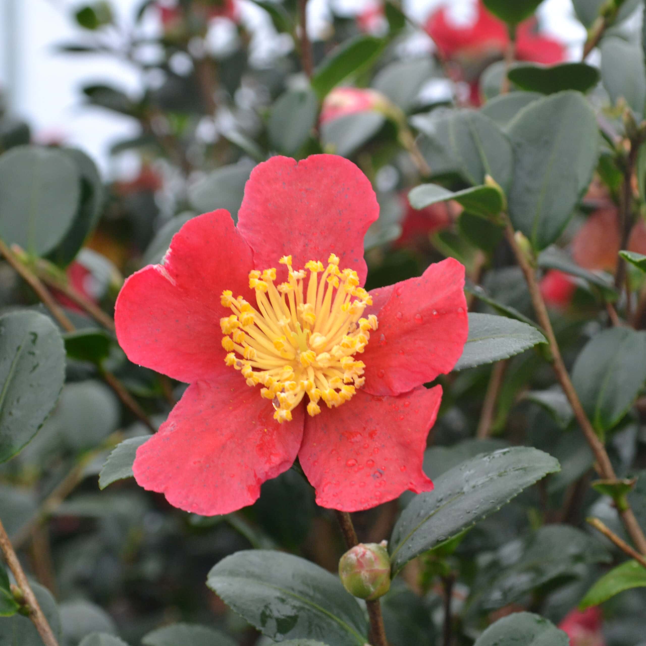 Camellia sasanqua ‘Yuletide’
