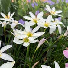 Zephyranthes candida (Rain Lily)