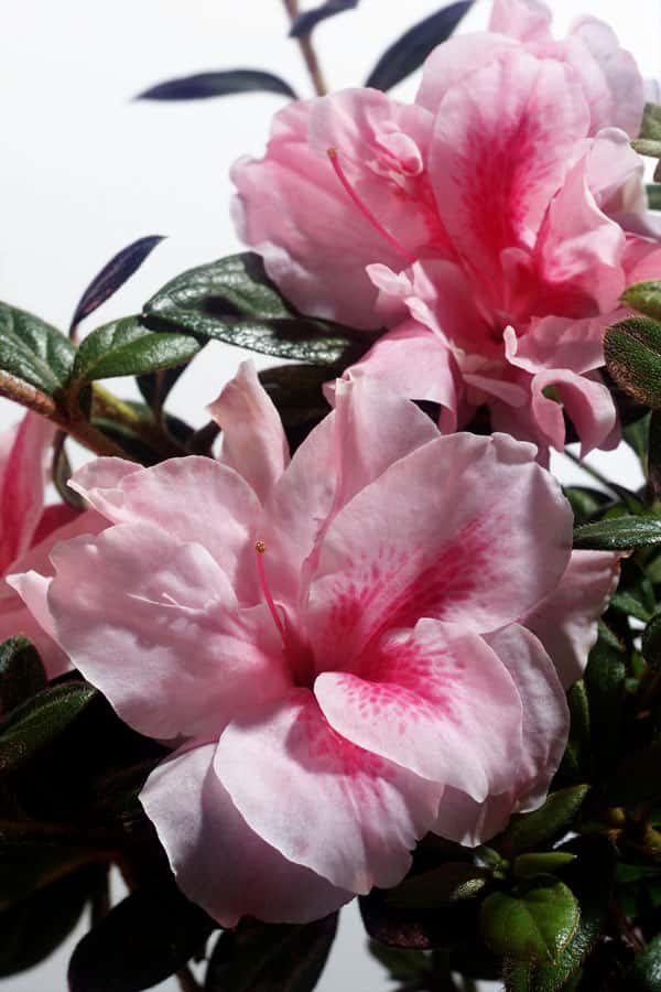 Azalea ‘Robleo’ Encore® Autumn Belle®