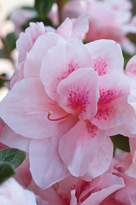 Azalea ‘Robled’ Encore® Autumn Chiffon®