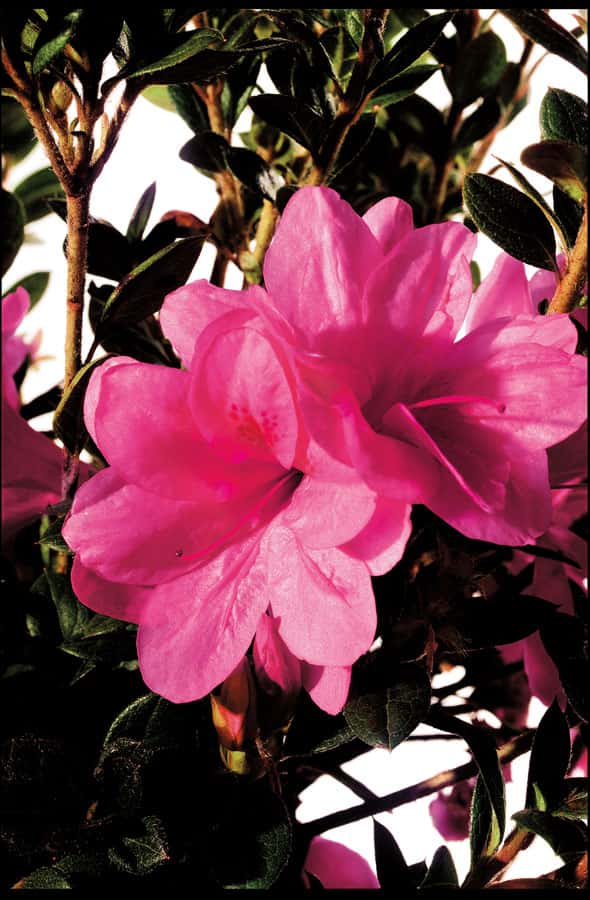 Azalea ‘Conles’ Encore® Autumn Empress™