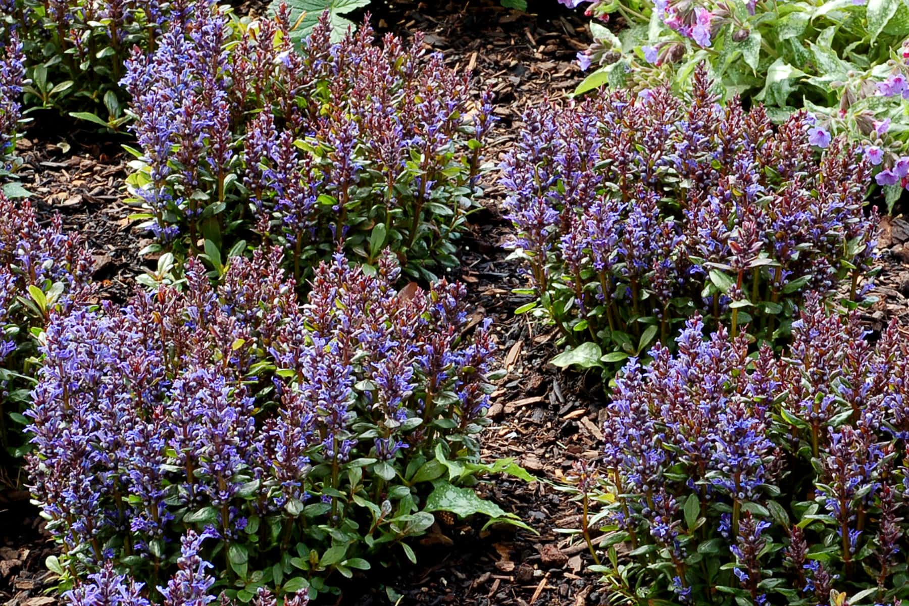 Ajuga reptans ‘Blueberry Muffin’