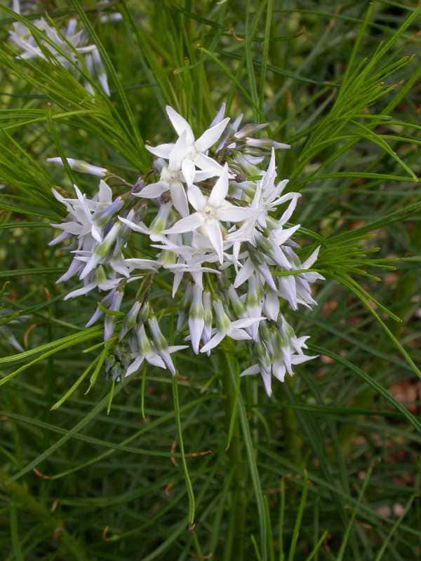 Amsonia hubrichtii