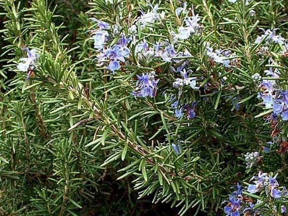 Salvia rosmarinus ‘Arp’