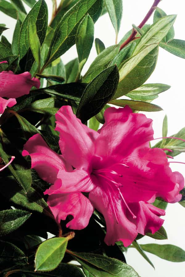 Azalea ‘Roblef’ Encore® Autumn Sundance™