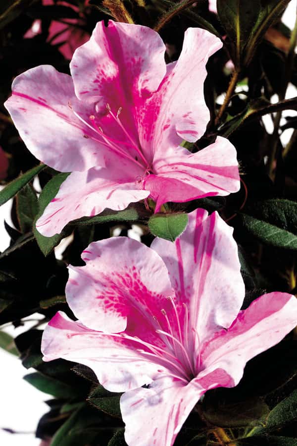 Azalea ‘Conlep’ Encore® Autumn Twist®