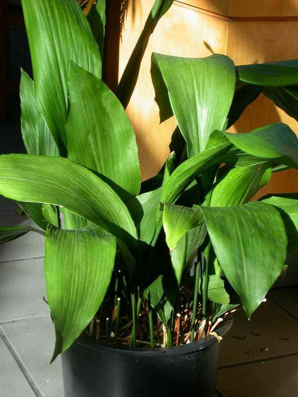 Aspidistra elatior (Cast Iron Plant)