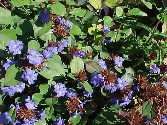 Ceratostigma plumbaginoides (False Plumbago)