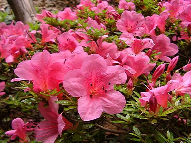 Azalea ‘Chinzan’