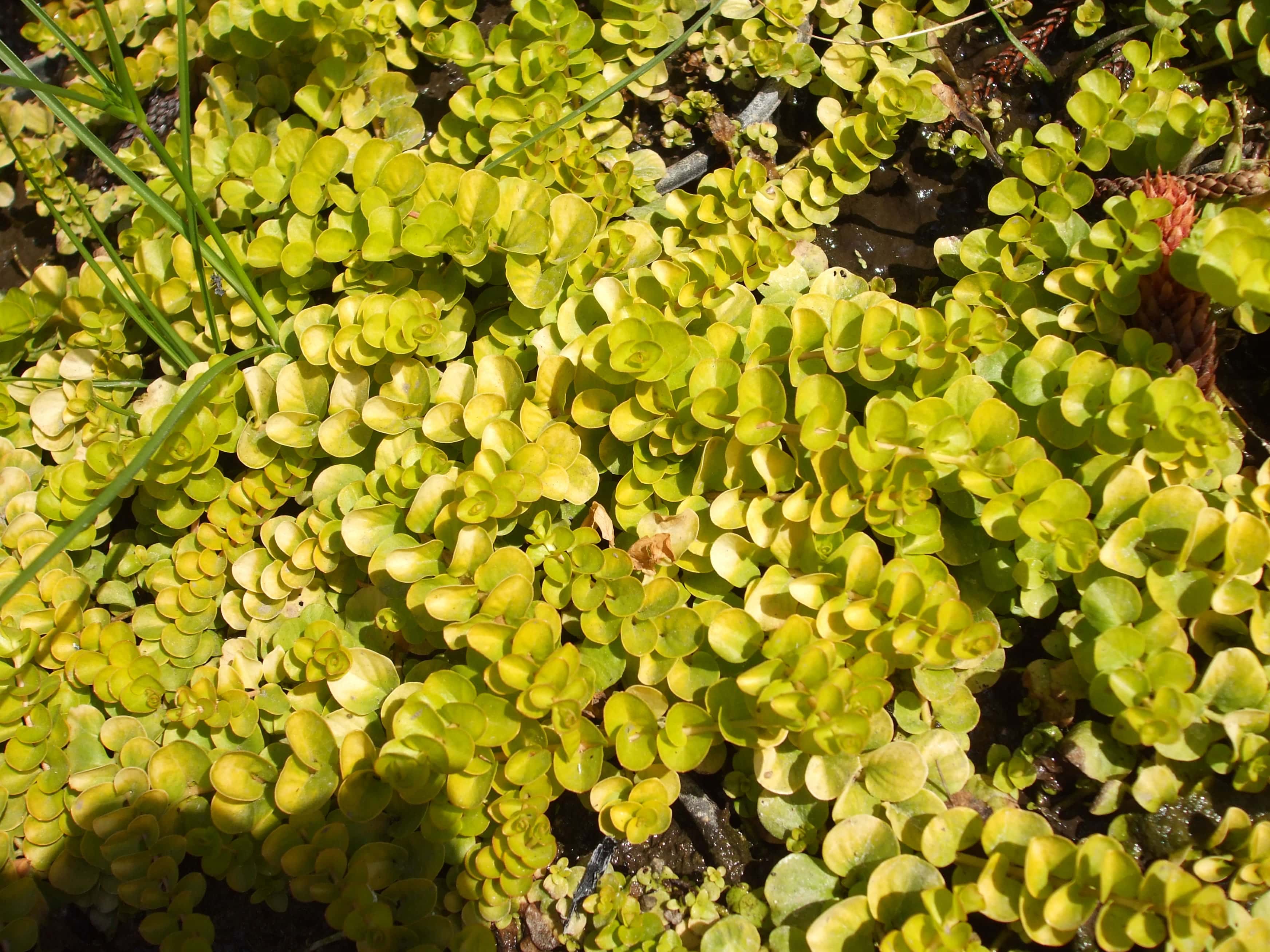 Lysimachia nummularia var. aurea (Creeping Jenny)