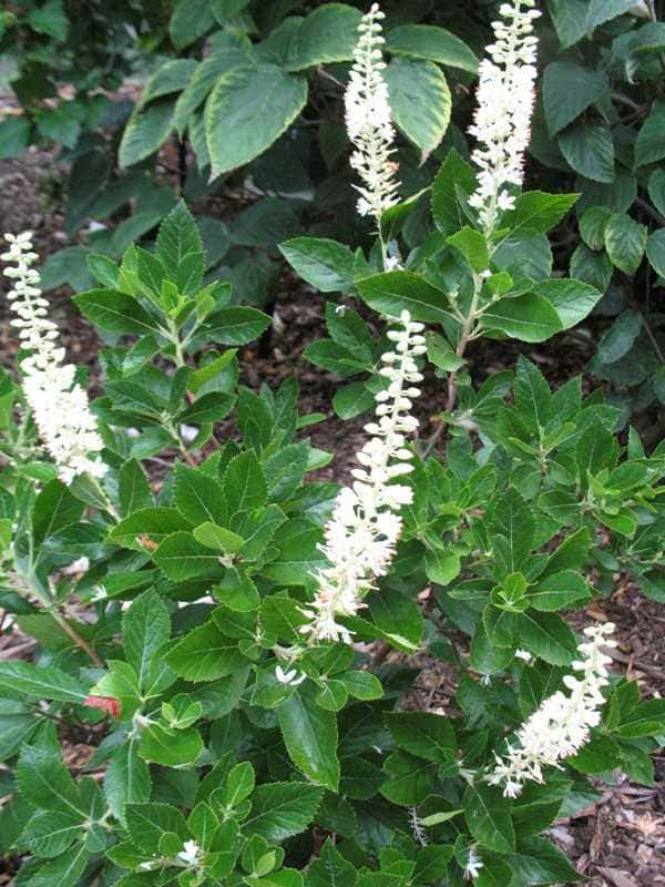 Clethra alnifolia ‘Sixteen Candles’ (Summersweet)