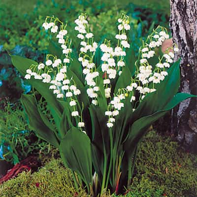Convallaria majalis ‘Bordeaux’ (Lily of the Valley)