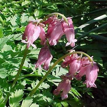 Dicentra formosa ‘Luxuriant’ (Pacific Bleeding Hearts)