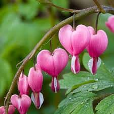 Dicentra spectabilis (Bleeding Hearts)