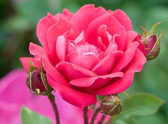 Rosa ‘Radtko’ (Double Knock Out®)