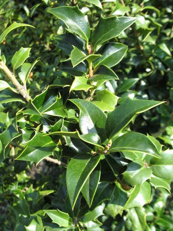 Ilex X aquipernyi ‘Meschick’ Dragon Lady (Holly)