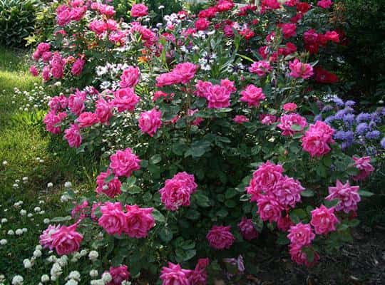 Rosa ‘Radtkopink’  (Pink Double Knock Out®)