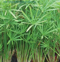 Cyperus alternifolius ‘Gracilis’