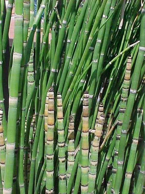 Equisetum hyemale (Horsetail)