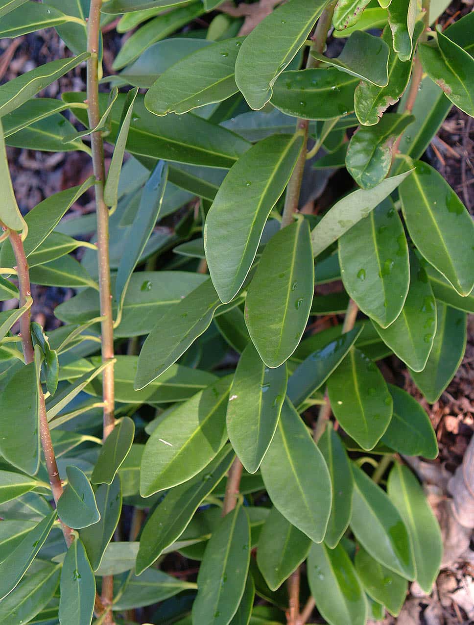 Illicium parviflorum ‘Forest Green’
