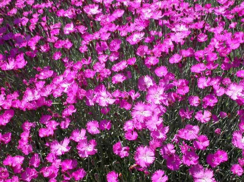 Dianthus gratianopolitanus ‘Feuerhexe’ (Fire Witch Cottage Pinks)