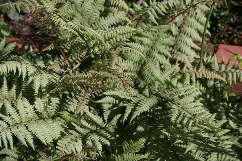 Athyrium ‘Ghost’ (Fern)