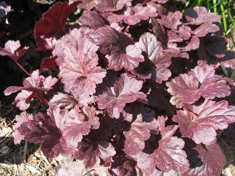 Heuchera  ‘Midnight Rose’