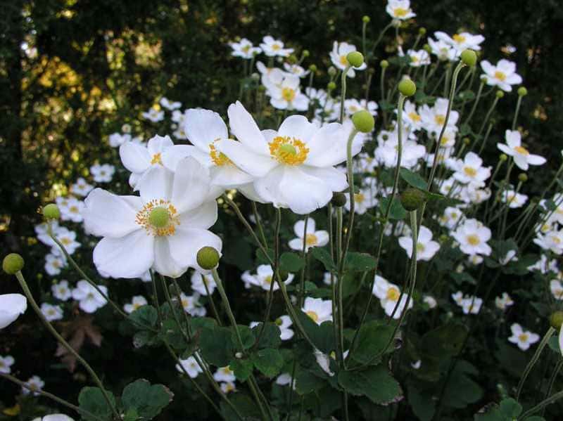 Anemone ‘Honorine Jobert’