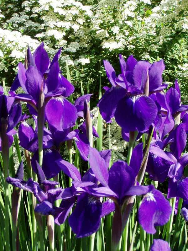 Iris sibirica ‘Caesar’s Brother’