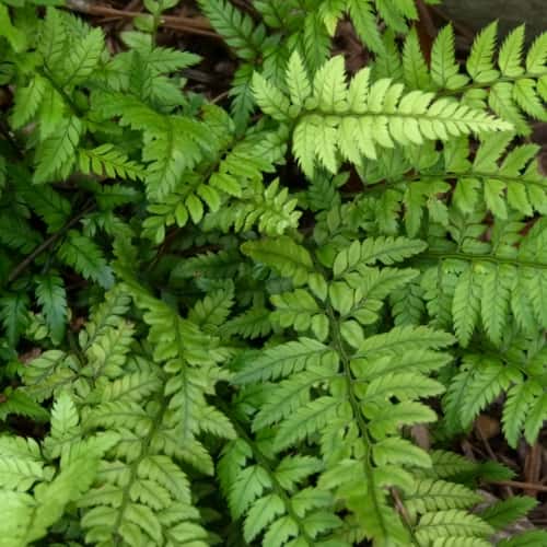 Polystichum tsus-simense (Korean Rock Fern)