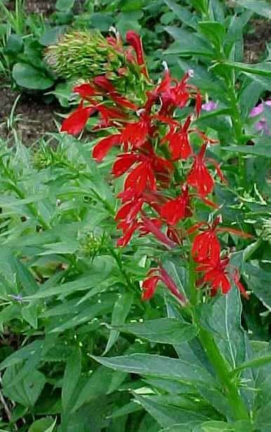 Lobelia cardinalis (Cardinal Flower)